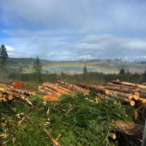 Choose Bryant Logging to get quality timer out of your forest. Call for a consultation about full service timber to lumber service.