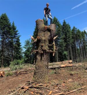 No tree to big or forest to small. Our professional crew will clear your land of trees of any size, shape or color . We don't discriminate!